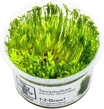 Tropica Taxiphyllum "Taiwan" Moss 1-2 Grow!! Taxiphyllum Live Aquarium Plant