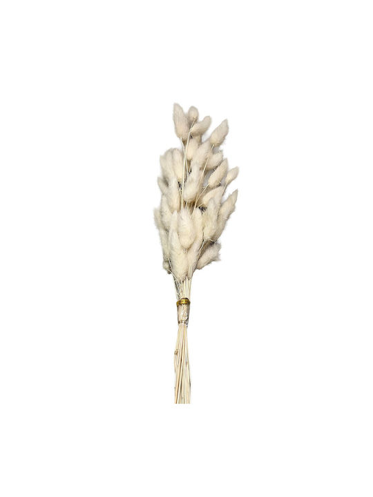 Getrocknete Pflanze Bunny Tails Beigen HOMie