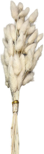 Αποξηραμένο Φυτό Bunny Tails Μπεζ HOMie Αποξηραμένο Φυτό Bunny Tails Μπεζ HOMie