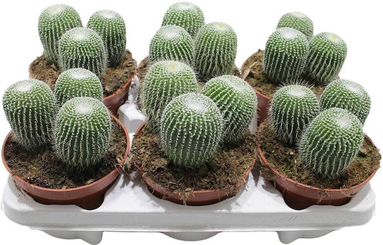 Parodia Leninghausii Cv Inermis 12cm Parodia Leninghausii Cv Inermis 12cm