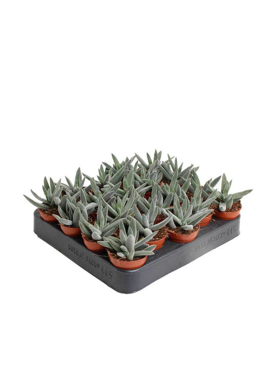 Green Leaf Crassula