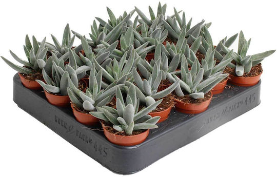 Crassula CRASSTENEL5.5CM