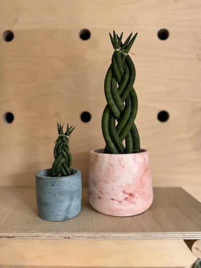 Sansevieria Cilindrică Mini Împletită L 5cm X Î 15 Cm Milvaflowers