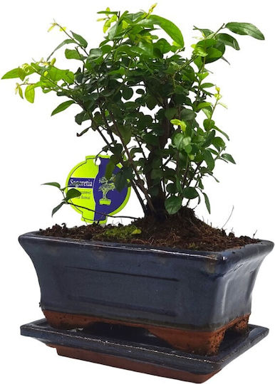 Αυθεντικό Μπονσάι Sageretia Thea Baby Αυθεντικό Μπονσάι Sageretia Thea Baby