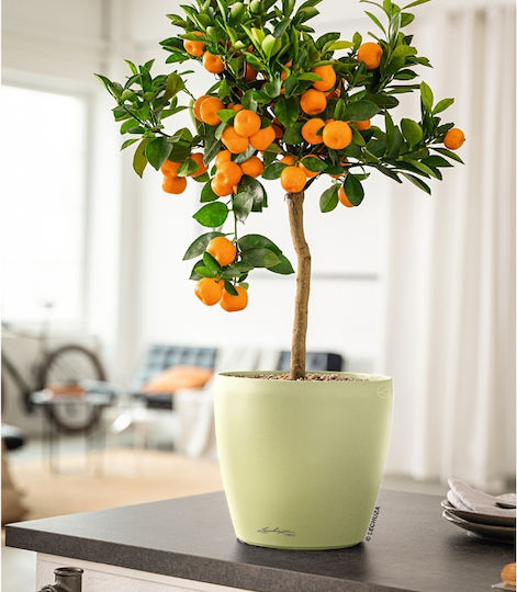 Lechuza Lechuza Kunststoff Blumentopf Linden 35x35x33cm
