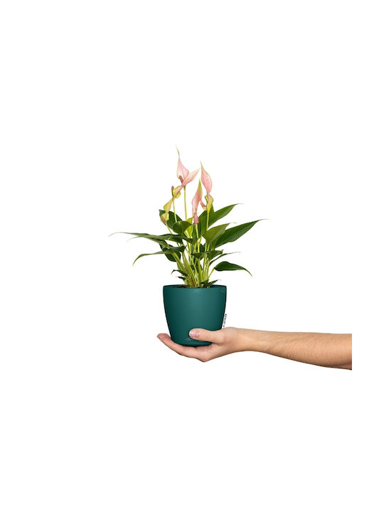 Lechuza Pot Wooden Infused