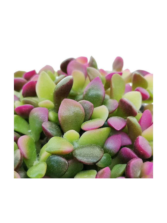 Ανακαμψερος Anacampseros Variegata 5.5cm Ανακαμψερος Anacampseros Variegata 5.5cm