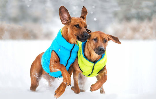 Doggy L 65 Ветроустойчив Airyvest Двустранен Светлозелен + Син
