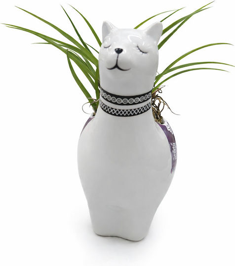 Lama Ceramică Plantă Tillandsia Y20cm13xP10 02753 Milvaflowers