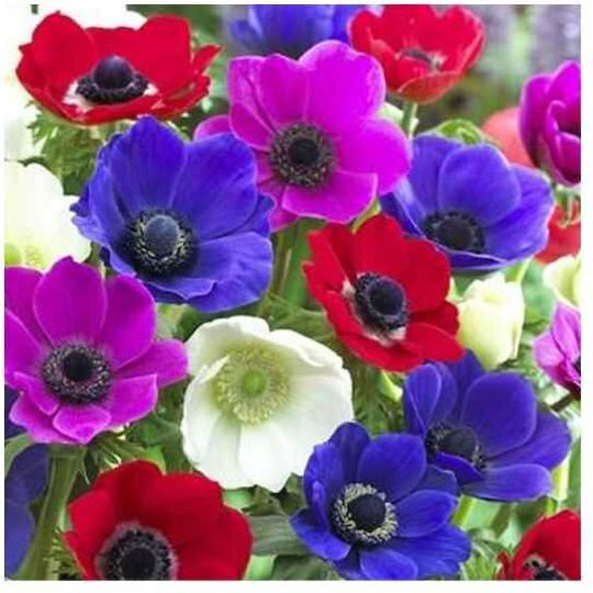 Primasem Anemone Bulbs