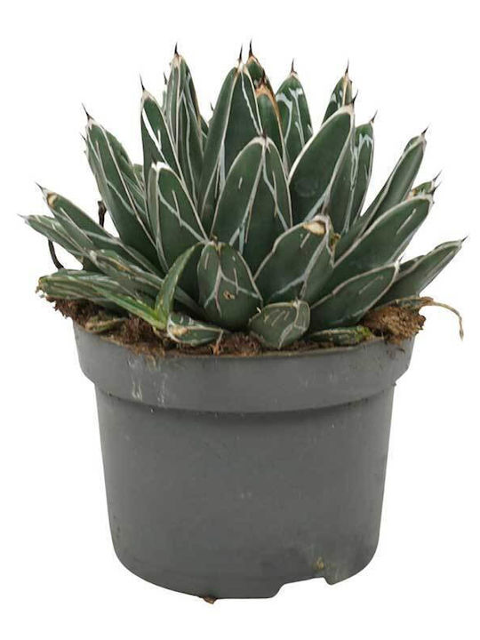 Agave Victoriae-reginae 13cm Agave Victoriae-reginae 13cm