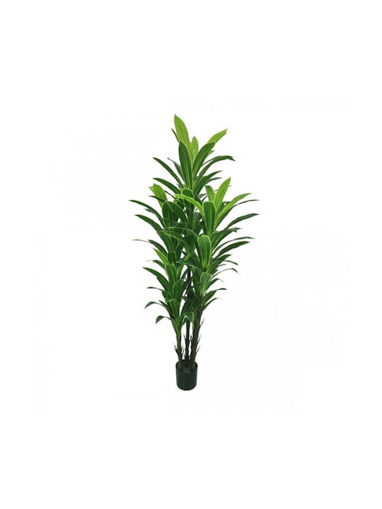 Dracaena Im Freien My Home Luxury