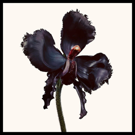 Tom Ford Black Orchid Reserve 100ml
