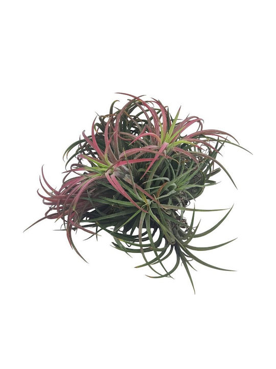 Airplant Tillandsia Ionatha Clumb Червено