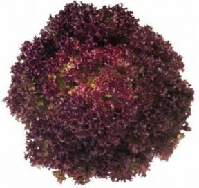 Gemma Lettuce Curly Seeds