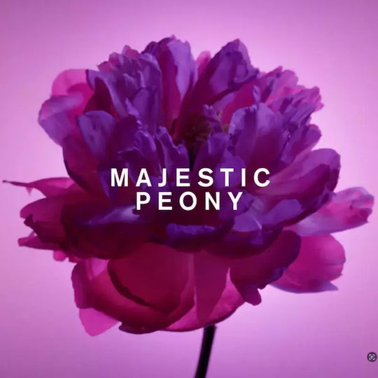 Set Cadou Flowerbomb Pentru Femei Viktor & Rolf