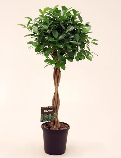 Ficus Lyrata Micr Moclame Топка На Стъбло Ficus Lyrata Micr Moclame Топка На Стъбло