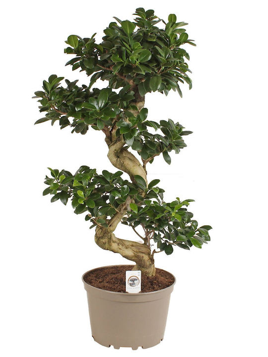 "Bonsai Ficus" Ficus Microcarpa Ginseng Bonsai S-type XXL