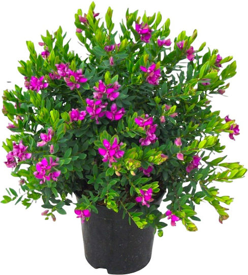 Polygala myrtifolia