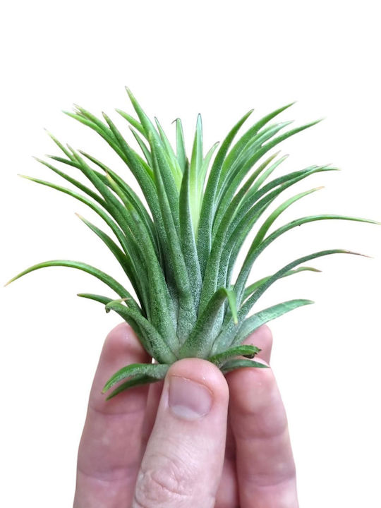 Tillandsia Ionantha Green