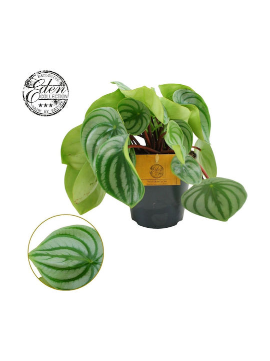 Πεπερόμια Peperomia Argyreia Watermelon