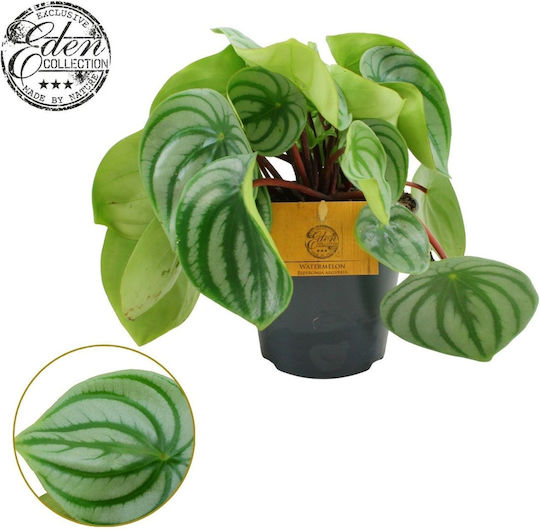 Πεπερόμια Peperomia Argyreia Watermelon