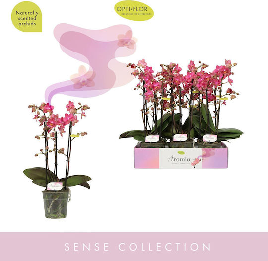 Phalaenopsis Multiflora Pink Aromio Floral Opti-flor Αρωματικη Χωρις Ανθη Phalaenopsis Multiflora Pink Aromio Floral Opti-flor Αρωματικη Χωρις Ανθη