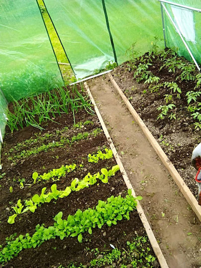 Seră De Grădină Tip Tunel Ramă Metalică 400x800cm Verde 32mp