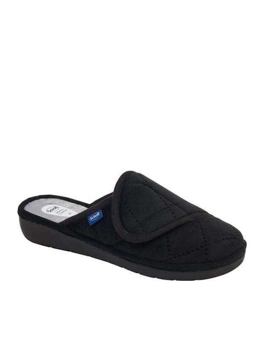 Scholl Scholl