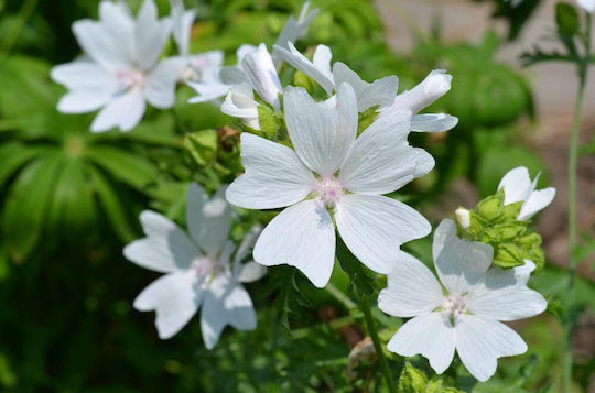 Fragrance Oil White Musk 10ml