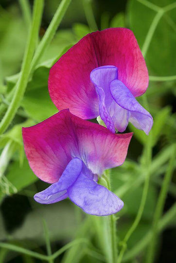 Fragrance Oil Sweet Pea 10ml