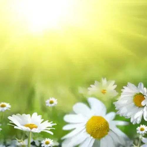 Fragrance Oil Chamomile 10ml