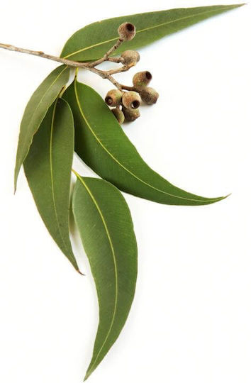 Fragrance Oil Eucalyptus 10ml