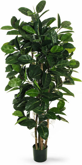 Copac De Cauciuc În Ghiveci 180cm 0x0x180cm Monocrom Evergreens Copac De Cauciuc În Ghiveci 180cm 0x0x180cm Monocrom Evergreens