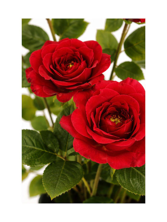 Red Rose Potted Plant Flowers 0x0x40cm Monochrome Evergreens