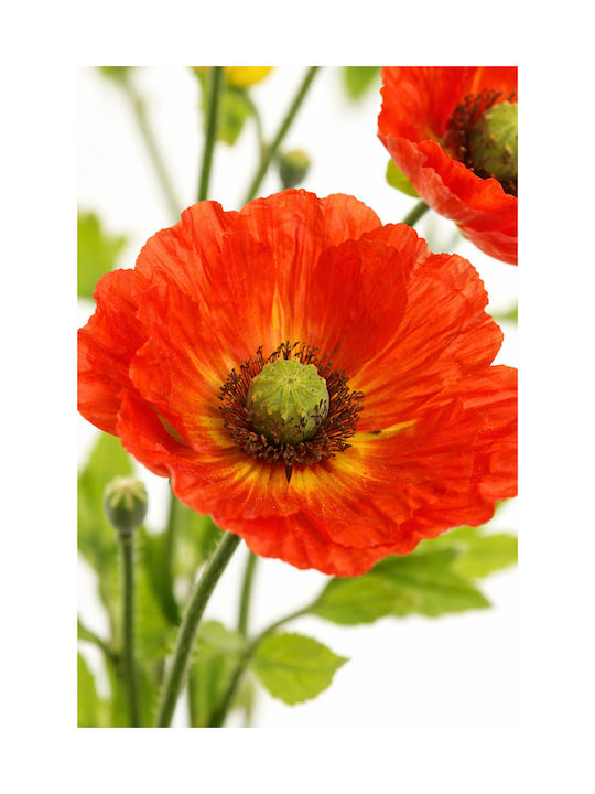 Poppy Flower Orange Stem 0x0x71cm Monochrome Evergreens