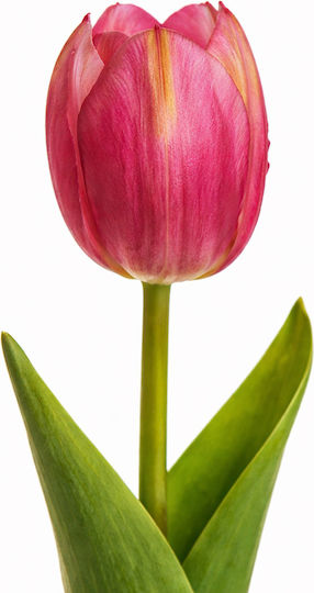 Tulip Fuchsia 54cm 0x0x54cm Monochrome Evergreens