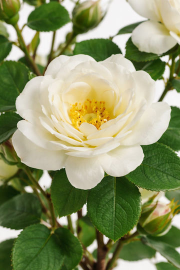 White Rose Branch Flowers 0x0x103cm Monochrome Evergreens
