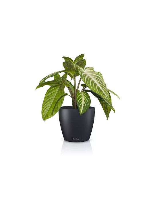 Lechuza Pot Slate 11x11x10cm.