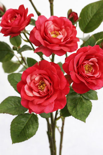 Λουλουδι Dogwood Rose Ροζ 97cm 0x0x97cm Μονόχρωμο Evergreens