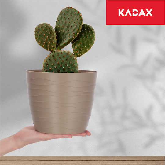 Kadax Kadax