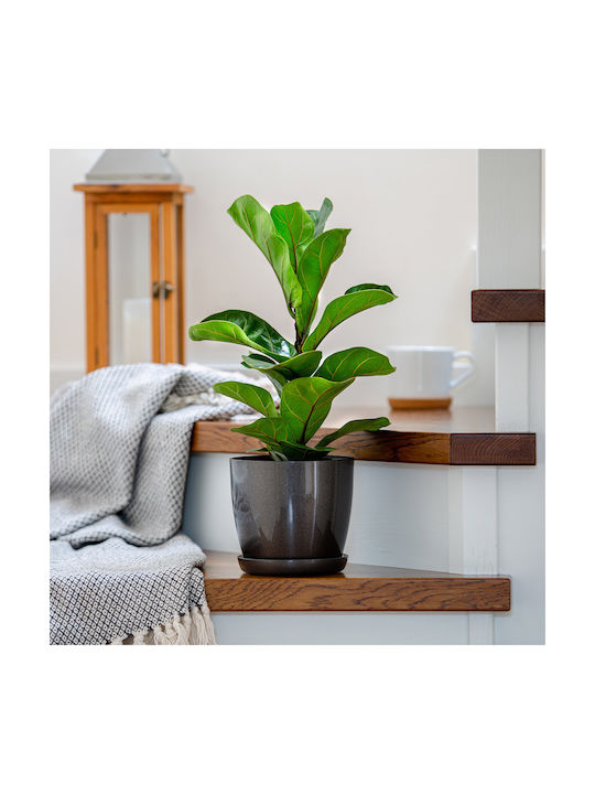 Kadax Set Of 3 Plastic Graphite Flower Pots With Saucer