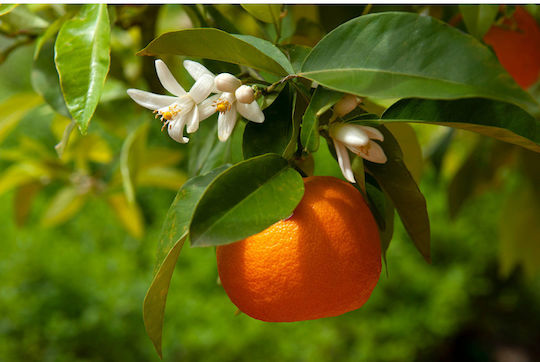 Fiordifrutta Bio-Marmelade Orange 250gr