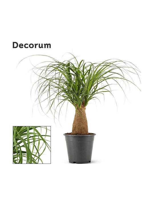 Μπουκαρνέα Nolina Beaucarnea Recurvata