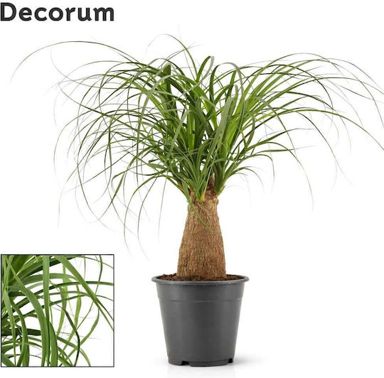 Beaucarnea Nolina Beaucarnea Recurvata Beaucarnea Nolina Beaucarnea Recurvata