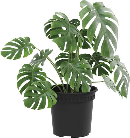 vidaXL Set of 6 Plastic Flower Pots Black 15x12cm
