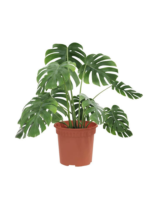 vidaXL Комплект 6 Саксии Пластмасови Light Terracotta