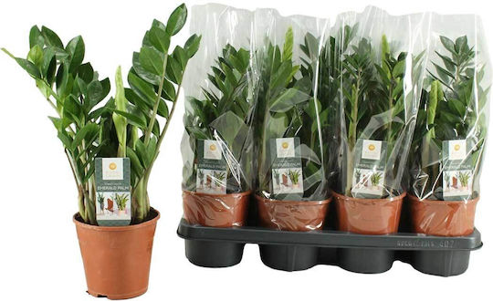 Zamioculcas Zamiifolia 14cm