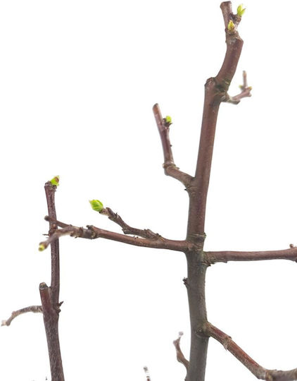 Μπονσάι Ψευδοκυδωνιά “chinese Quince ” 2 Years
