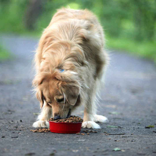 Laky Bono 20kg Dry Food for Adult Dogs with Poultry